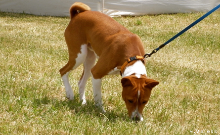 Basenji being walked