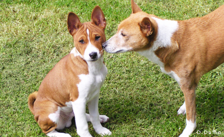 Puppy with older Basenji